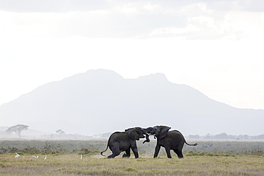 Elephants spar in Amboseli National Park, showing natural behavior as they engage in a playful fight