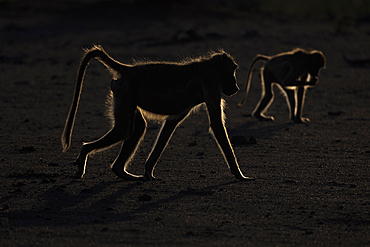 Chacma baboons walk on the ground at dusk in Mashatu game reserve, Botswana