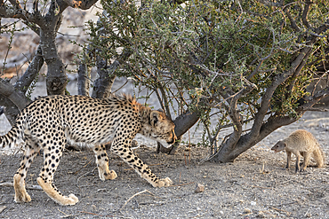 Cheetah cub investigates banded mongoose in Botswana during a wildlife encounter