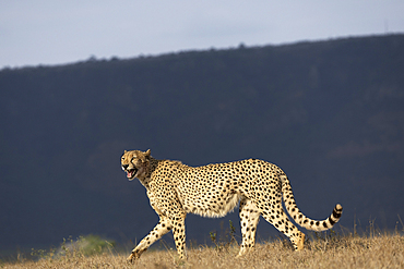 Cheetah walks across grassland in Zimanga private game reserve in KwaZulu-Natal, South Africa