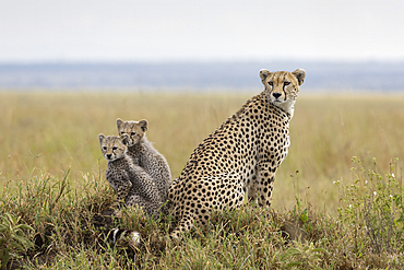 Cheetah caring for her cubs while resting in the grasslands of Tanzania