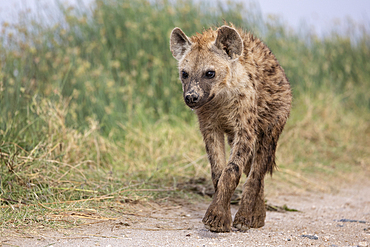 Spotted hyena walks along a path in Amboseli national park in Kenya displaying its unique features and behavior during the day