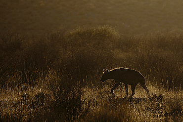 Spotting a hyena at dusk in Kgalagadi transfrontier park in South Africa