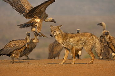 Side-striped jackal interacts with vultures at Zimanga private game reserve in KwaZulu-Natal, South Africa