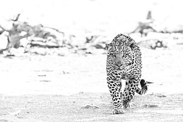 Leopard walks through the Mashatu game reserve in Botswana during the midday sun