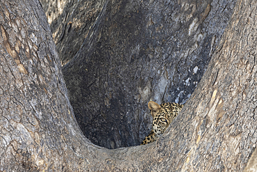 Leopard observes surroundings from a tree in Mashatu game reserve in Botswana during the day