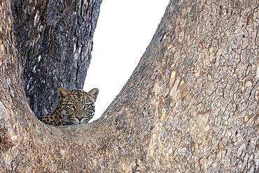 Leopard rests among branches in Mashatu game reserve while observing surroundings in Botswana