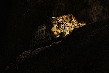 Leopard rests on a rock in the shadows at Mashatu game reserve in Botswana during the late afternoon