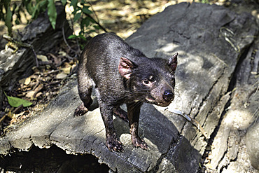 Tasmanian Devil (Sarcophilus Harrisii), Lone Pine Koala Sanctuary, Fig Tree Pocket, Queensland, Australia