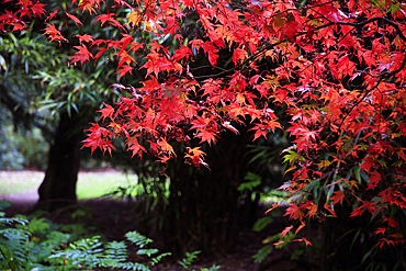 Autumn colours at Westonbirt Arboretum, Westonbirt, Gloucestershire