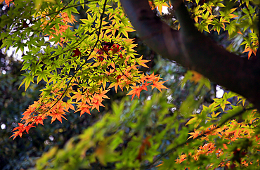Autumn colours at Westonbirt Arboretum, Westonbirt, Gloucestershire
