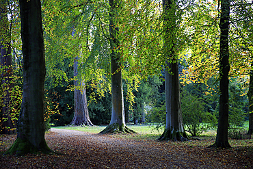 Autumn colours at Westonbirt Arboretum, Westonbirt, Gloucestershire