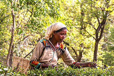 A woman works on a tea plantation near Palampur, Himachal Pradesh, India, picking tea leaves into her basket.