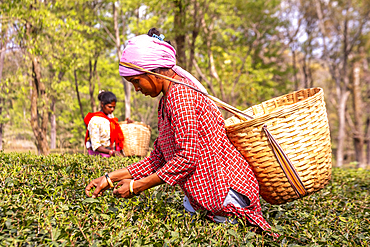 Women are working on a tea plantation near Palampur, Himachal Pradesh, India, picking tea leaves into their traditional baskets.