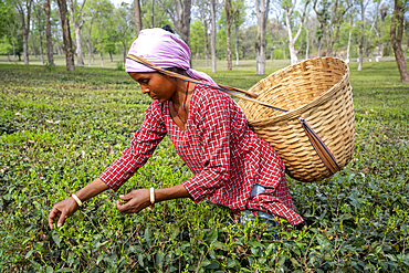 A woman is picking tea leaves at a plantation near Palampur, Himachal Pradesh, India, carrying a traditional basket on her back.