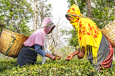 Women are working on a tea plantation near Palampur, Himachal Pradesh, India, picking tea leaves into their traditional baskets.