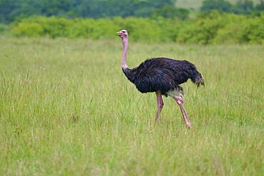 A single ostrich stands in a vast green landscape: common ostrich (Struthio camelus), Masai Mara National Reserve, Narok County, Kenya