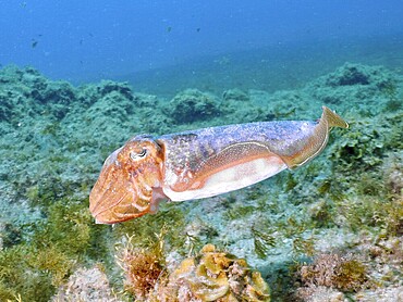 A common cuttlefish (Sepia officinalis) glides through the clear water, accompanied by seaweed, at the El Cabron Marine Reserve dive site, Arinaga, Gran Canaria, Spain, Europe, Atlantic Ocean