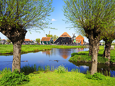 Cheese Farm at Zaanse Schans Netherlands