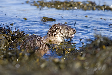 Eurasian river otter (Lutra lutra) having caught Greater spotted dogfish (Scyliorhinus stellaris). The otter took only the innards of the dogfish by opening a short section of skin behind the pectoral fin (see images under &#39;Greater spotted dogfish&#39;).  The rest of the fish, still alive, was left on the shore and never retrieved.  Perhaps the tough shark skin and battling fish are too much work when other food is plentiful? Hebrides, Scotland