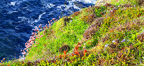 Thrift, Dunnet Head, Caithness, Scotland