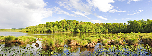 Greater tussok-sedge (Carex paniculata) in the pond of Guiperreux, Forest of Rambouillet, Haute Vallee de Chevreuse Regional Natural Park, Department of Yvelines, Ile-de-France region, France, Europe