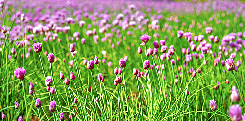 Vibrant violet-pink chives flowers at Farm Tomita, Furano, Hokkaido, Japan.