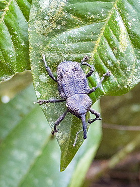 Weevil, Homalinotus depressus, on a tree within the Pacaya Samiria Preserve, Peru