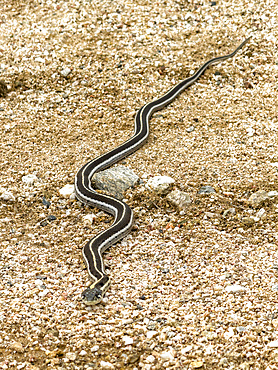 Black-necked garter snake moves across the sandy ground in Saguaro National Park East