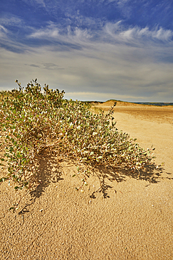 Salt marsh plants high and dry at low tide, at Crow Point, on the shore of the Taw and Torridge estuary, near Barnstaple, Devon, Great Britain.