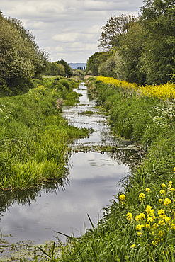Afternoon light on the marshes of Ham Wall Nature Reserve, one of the Avalon Marshes, in the Somerset Levels, near Glastonbury, Somerset, Great Britain.