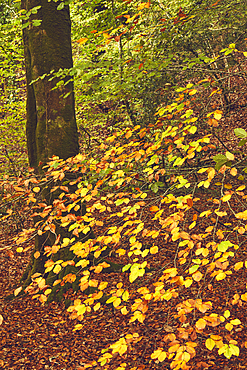 Autumn colours on beech trees (Fagus sylvatica), in Longtimber Woods, near Ivybridge, Dartmoor National Park, Devon, Great Britain.