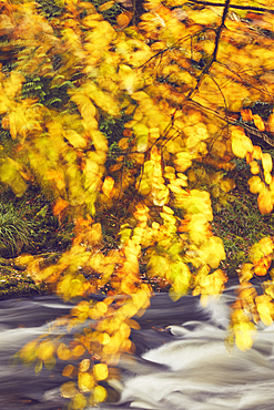 Autumn colours on beech trees (Fagus sylvatica) along the banks of the River Erme, in Longtimber Woods, near Ivybridge, Dartmoor National Park, Devon, Great Britain.