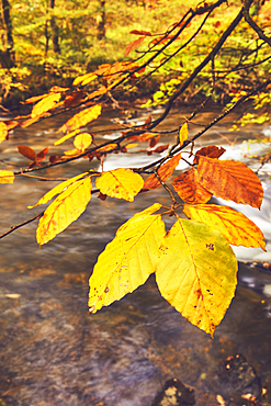 Autumn woodland colours on beech trees (Fagus sylvatica) in ancient forest along the River Barle, near Dulverton, Exmoor National Park, Somerset, Great Britain.