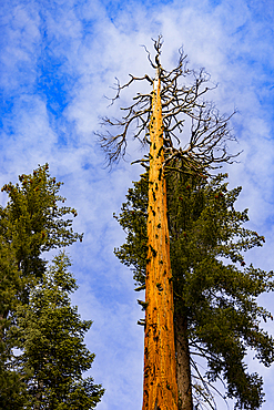 Tall trees reach for the sky in Sequoia National Park with a view of the blue sky and clouds in California