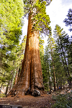 View of tall trees in Sequoia National Park showing the General Grant tree in its natural habitat