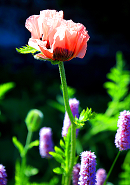 Pink poppy, Castle of Mey, Scotland