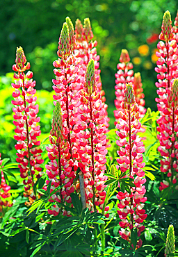 Lupin, Cawdor Castle, Scotland