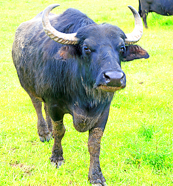 Highland Cow, near Inverness, Scotland