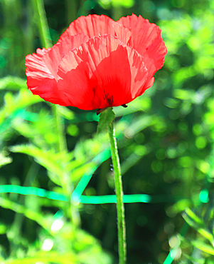 Poppies, Cawdor Castle, near Inverness, Scotland