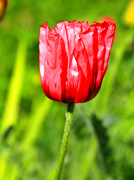 Poppies, Cawdor Castle, near Inverness, Scotland