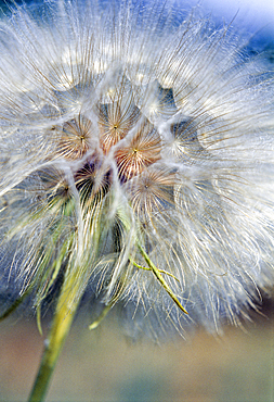 Dandelion seed head, Taraxacum
