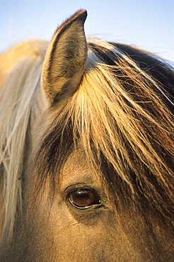 Tarpan horse in the Wildlife Park of Sainte-Croix, Moselle department, Lorraine region, East of France, Europe