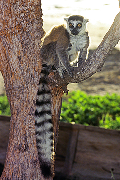 Ring-tailed lemur (Lemur catta), Madagascar, Indian Ocean, Southeast Africa