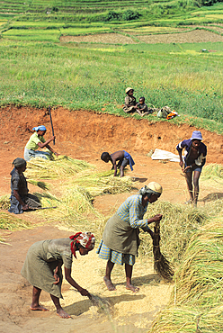 Rice harvest in a village of Central Highlands, Republic of Madagascar, Indian Ocean