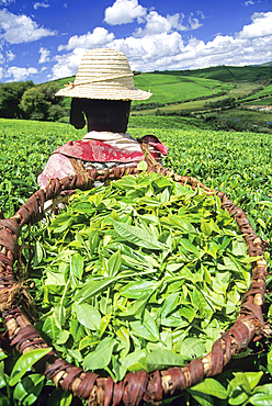 Harvesting in tea plantation (camellia sinensis) of Sahambavy, Fianarantsoa province, Republic of Madagascar, Indian Ocean
