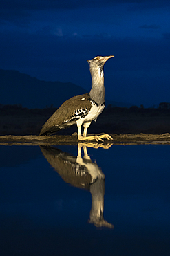 Kori bustard drinking water at dusk near a water source in Kenya