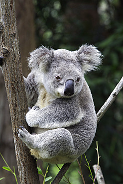 Koala (Phascolarctos cinereus adustus), Currumbin Wildlife Sanctuary, Gold Coast, Queensland, Australia