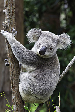 Koala (Phascolarctos cinereus adustus), Currumbin Wildlife Sanctuary, Gold Coast, Queensland, Australia