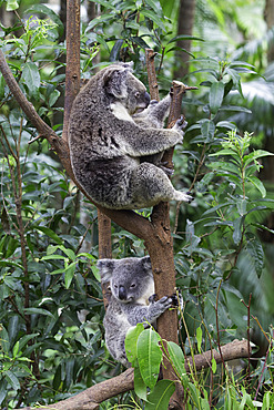 Koalas (Phascolarctos cinereus adustus), Currumbin Wildlife Sanctuary, Gold Coast, Queensland, Australia